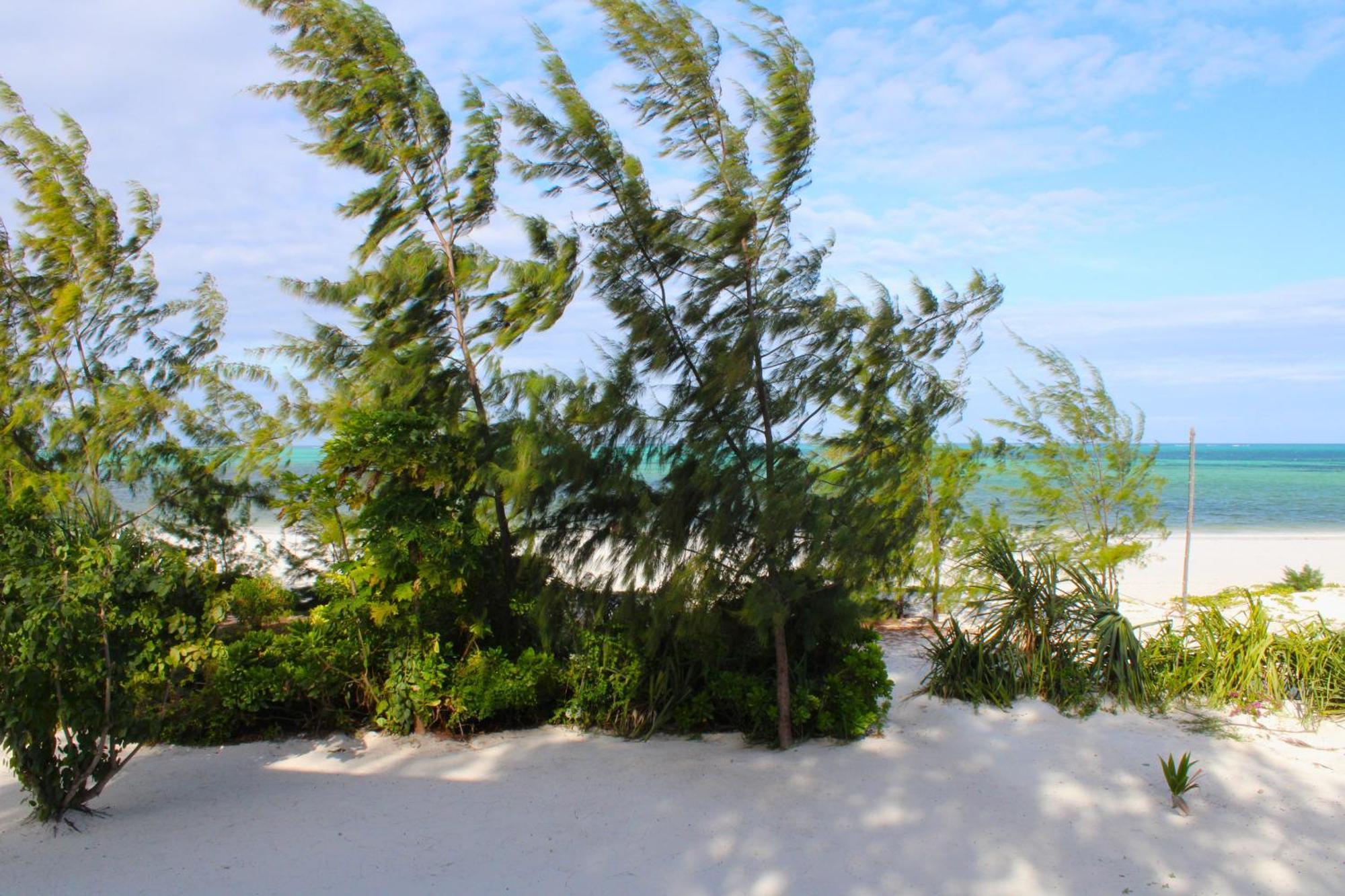 Kivuli Beach Resort Paje Extérieur photo